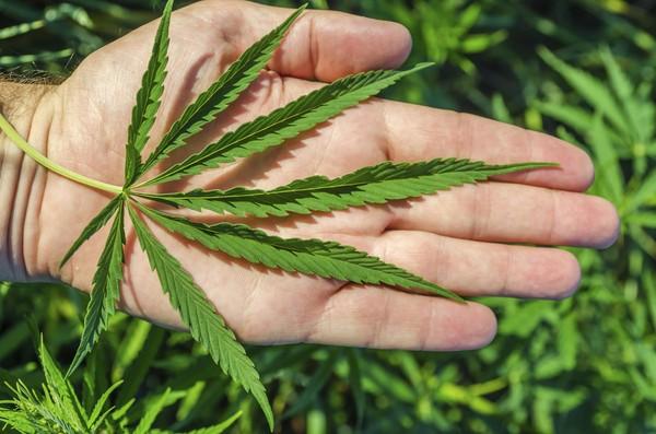 Bandar Ganja di Bogor Ditangkap saat Operasi Antik Lodaya