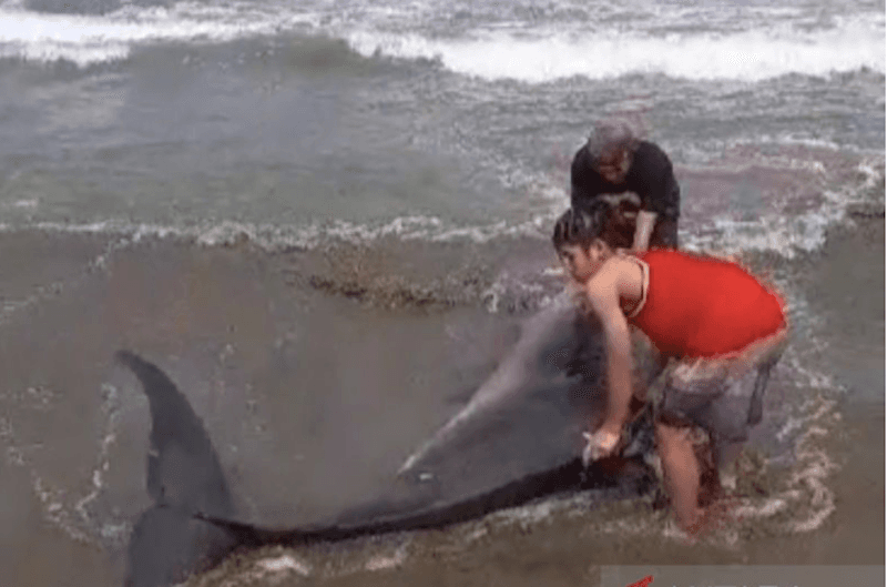 Warga dan Nelayan Selamatkan Paus yang Terdampar di Pantai Citepus Sukabumi