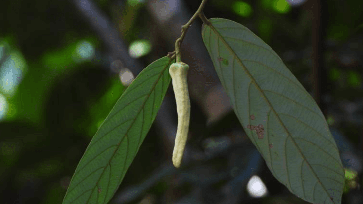 Buhang Lisa, Bunga Langka Terinspirasi dari Nama Lisa BLACKPINK