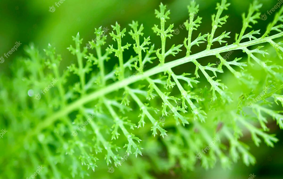 Masker Alami dari Daun Ini Bikin Kulit Halus dan Glowing