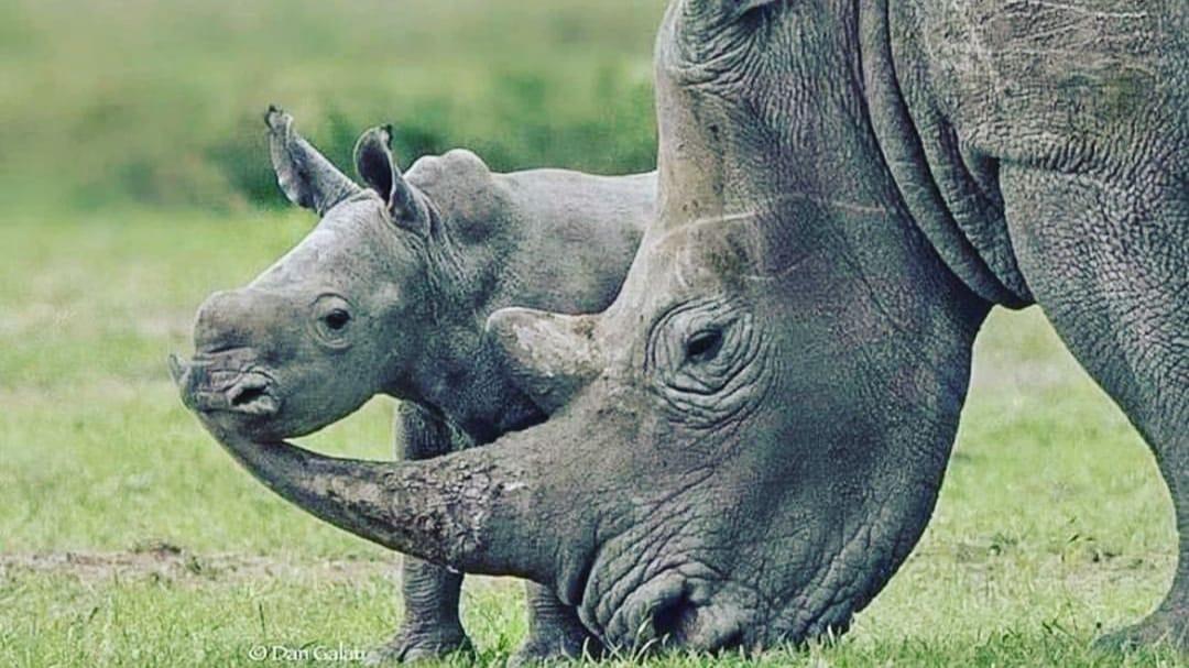 Aktivis Lingkungan Desak Polisi Telusuri dan Tuntaskan Perburuan Tanduk Badak di TNUK