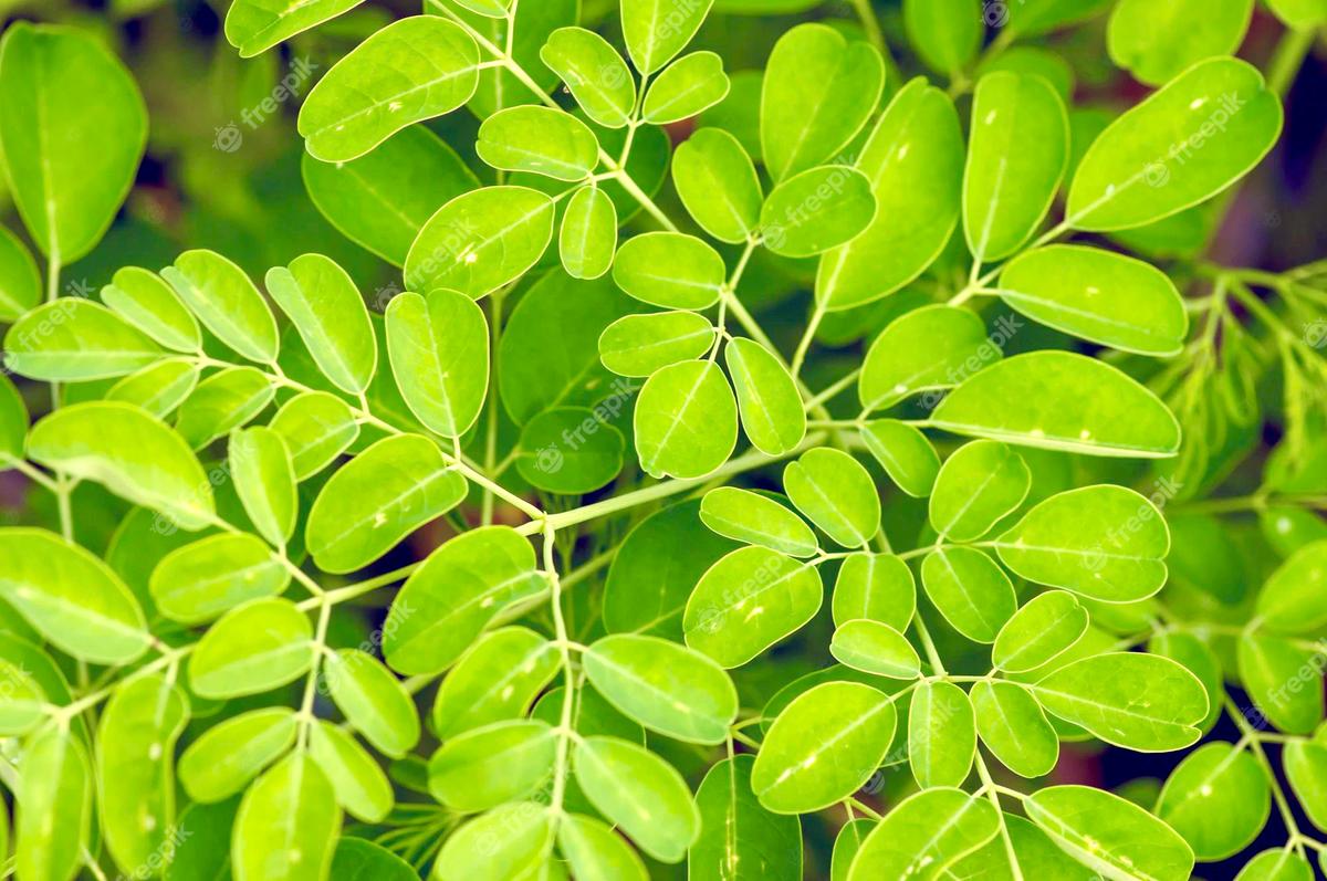 Rebusan Daun Ini Bisa Menurunkan Kolesterol