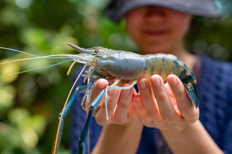 Ditpolair Bongkar Penyelundupan Benih Lobster Sebanyak 350 Ribu Ekor