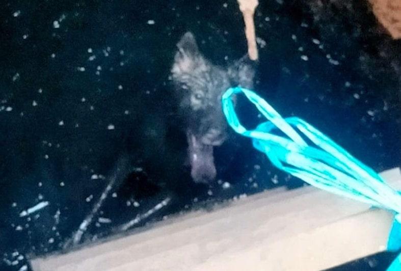 Petugas Damkar Selamatkan Anjing Tercebur ke Sumur Limbah di Jaktim