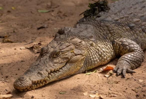 Ngeri! Wanita 41 Tahun di Florida Ditemukan Tewas di Mulut Buaya