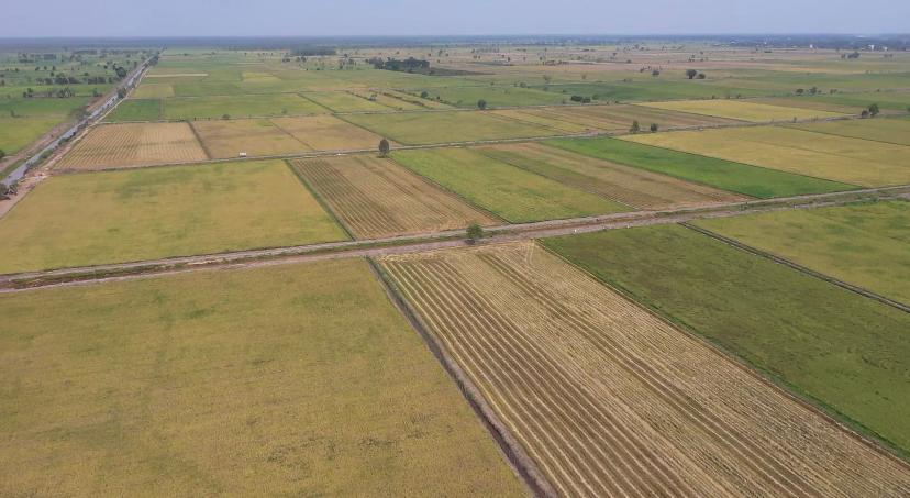 Cak Imin Jangan Asal Bicara, Food Estate Mana yang Gagal?