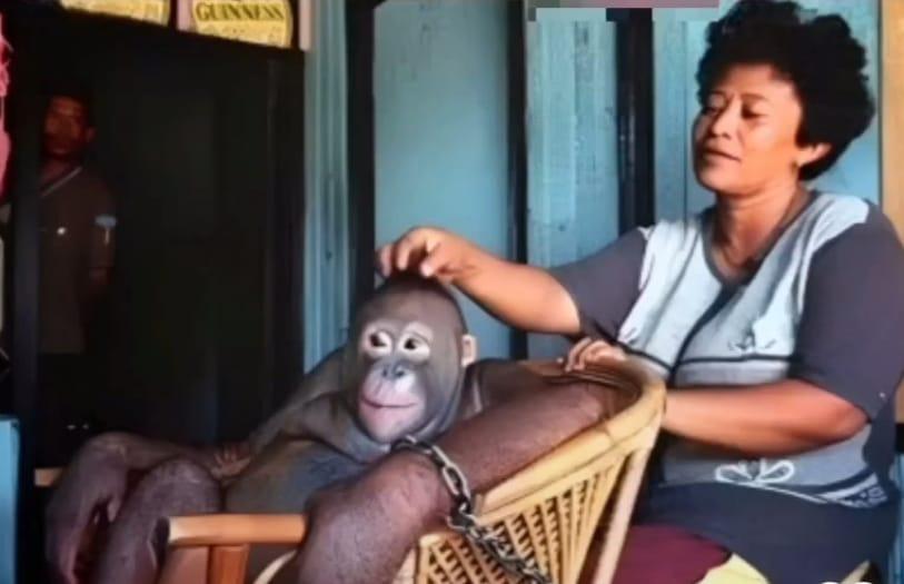 Kisah Si Pony Orangutan Dipekerjakan sebagai PSK