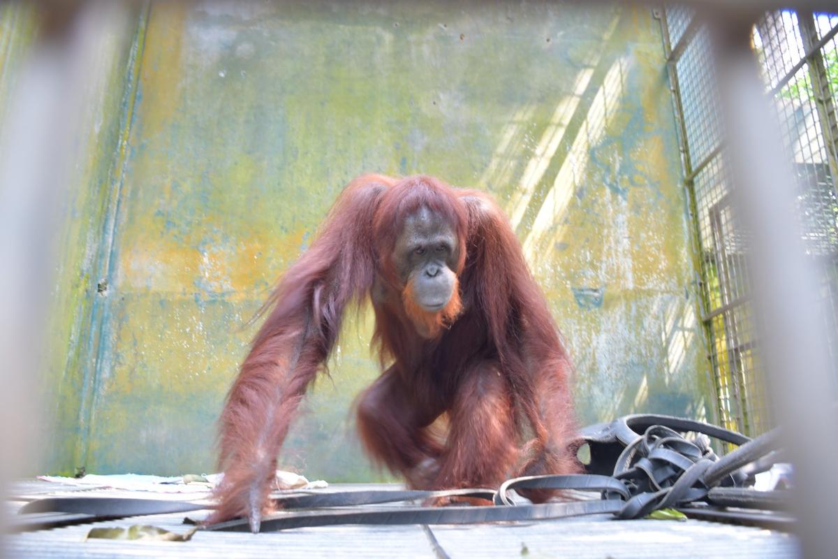 Berperilaku Seperti Manusia, BOSF Alami Kendala Saat Latih Pony Jadi Orangutan