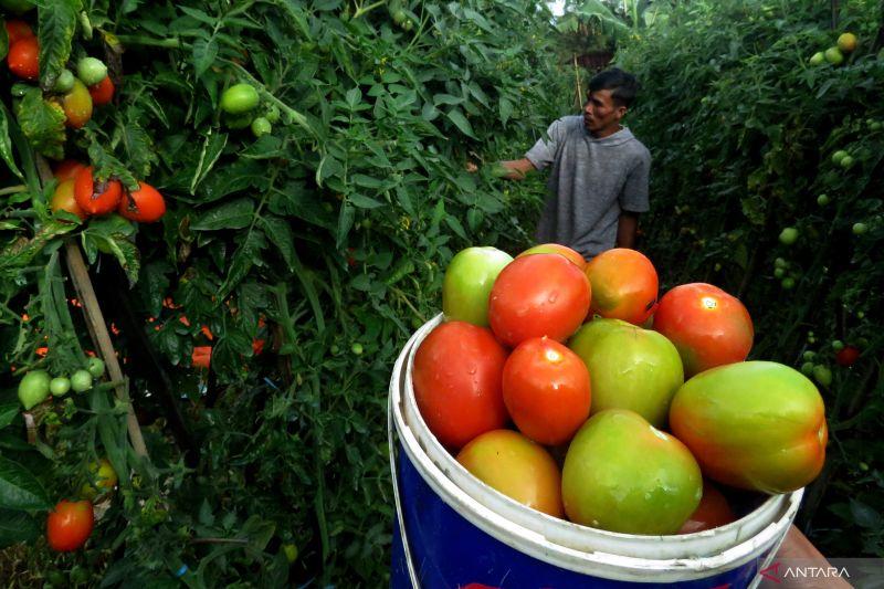 Diet Vegetarian Bermanfaat untuk Turunkan Risiko Terkena Penyakit Kardiovaskular