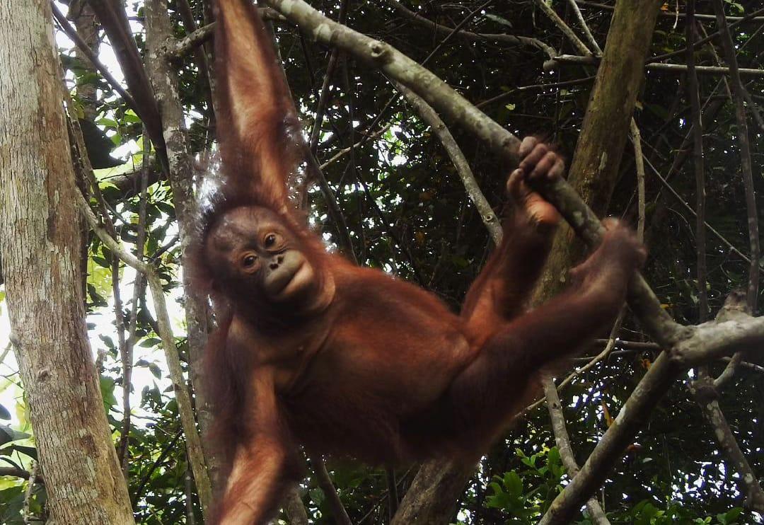 Pony Sempat tak Bisa Beradaptasi saat Direhabilitasi