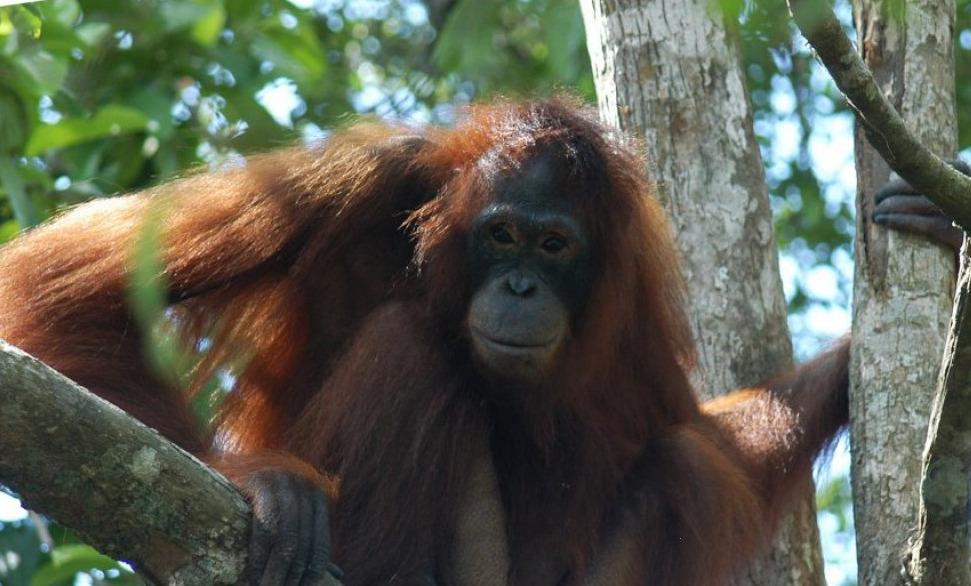 BOSF Tak Tahu Motif Mantan Pemilik Jadikan Pony PSK