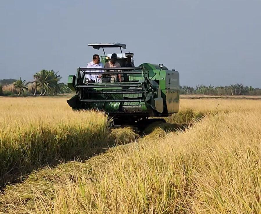 Panen Padi di Merauke, Komisi IV DPR RI Apresiasi Petani Distrik Tanah Miring