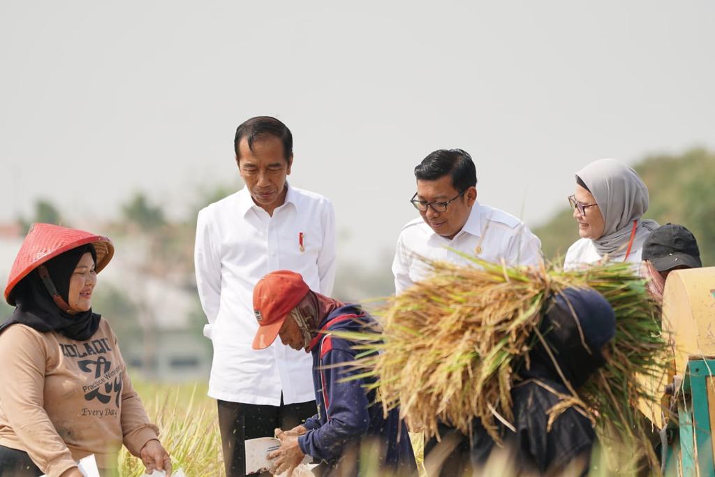 Setelah Subang, Plt. Mentan Dampingi Presiden Jokowi Panen Raya di Indramayu