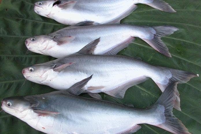 Ikan Air Tawar Asli Indonesia Kaya Nutrisi, Ini Manfaatnya bagi Kesehatan!