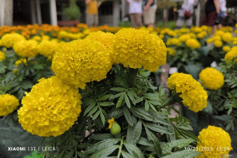 5 Tips Fotografi Pakai Ponsel, Tapi Hasilnya Tak Kalah dengan Kamera Profesional