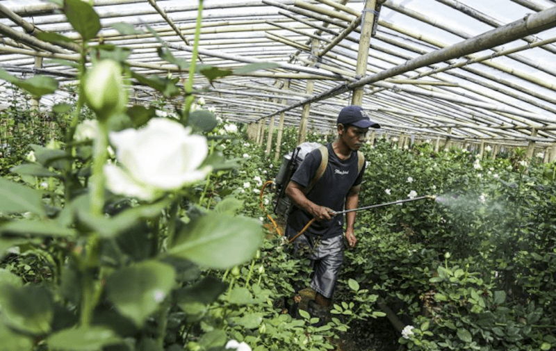 Dosen UI Sarankan Masyarakat Tanam Pohon Hias Atasi Cuaca Ekstrem