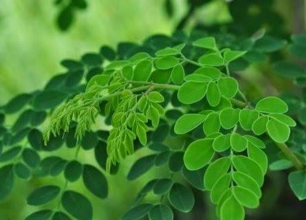 Jarang Diketahui, Ternyata Daun Kelor Bisa Jadi Pilihan Makanan Bergizi