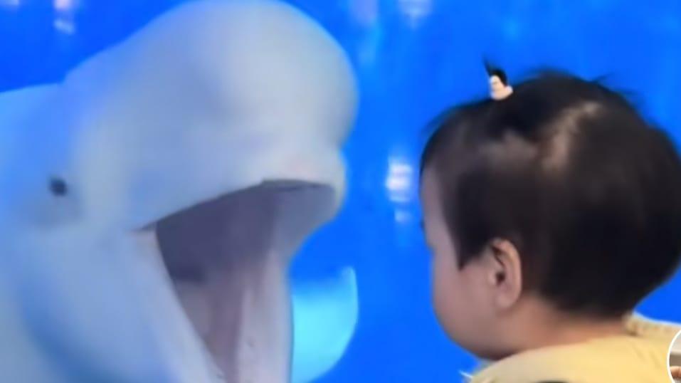 Heboh! Paus Akuarium Buka Mulut Takuti Pengunjung Bocah Viral di TikTok