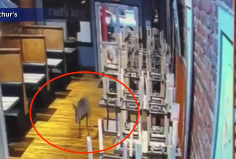 Heboh Rusa 'Mampir' ke Restoran di Virginia, Pengunjung Auto Bubar