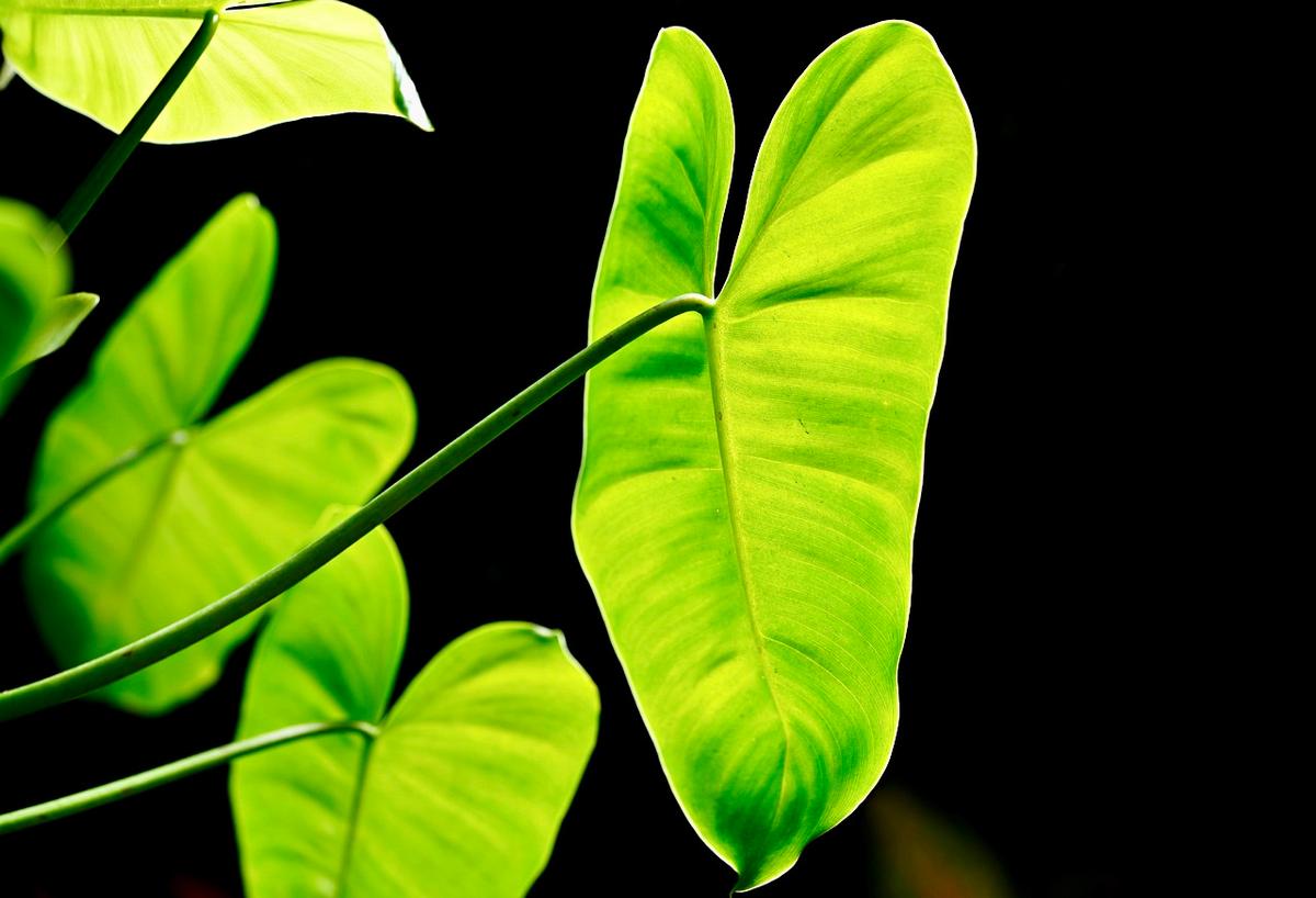 Bisa Jadi Cuan, Ini Daftar Tanaman yang Cocok Dijual di Musim Hujan