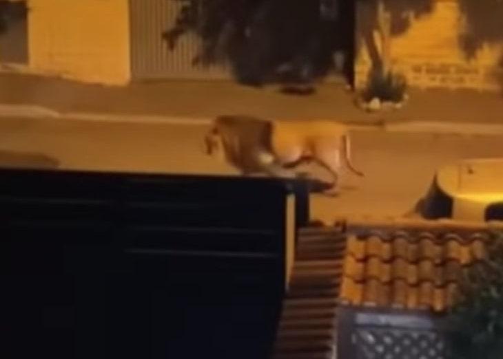 Ngeri! Singa Sirkus Kabur dan Berkeliaran di Dekat Roma Italia