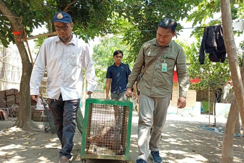 Warga di Tulungagung Pelihara Satwa Dilindungi Berujung Terancam 5 Tahun Bui