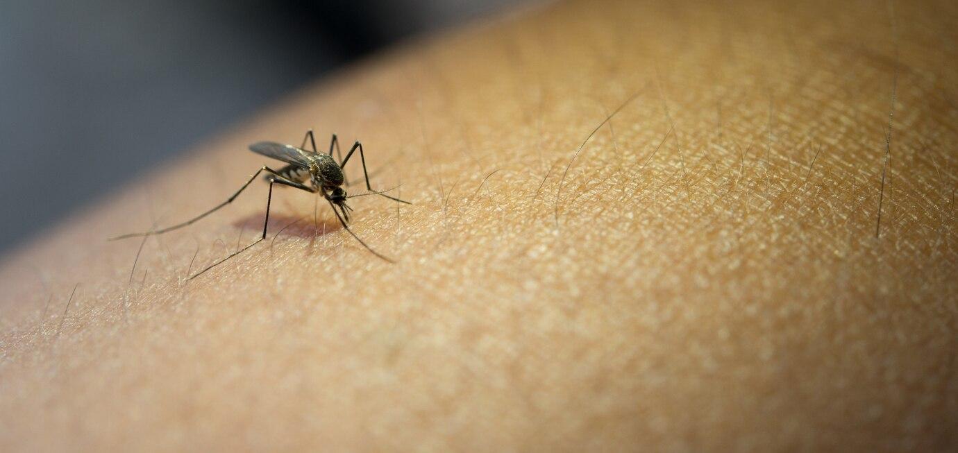 Nyamuk Wolbachia Gagal Atasi DBD di Brasil, Sri Lanka dan Singapura