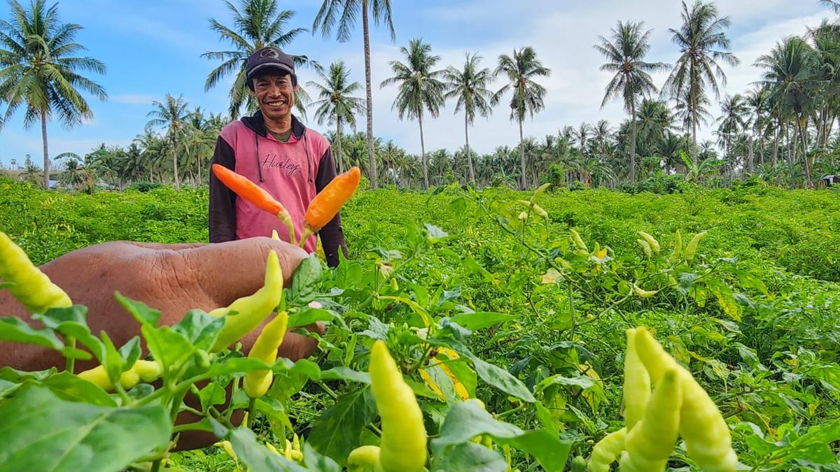 Pantau Produksi, Kementan Stabilkan Harga Cabai di Akhir Tahun