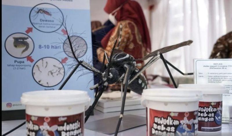 Beda Wolbachia dengan Virus Japanese Encephalitis, Ini Penjelasan Pakar UGM