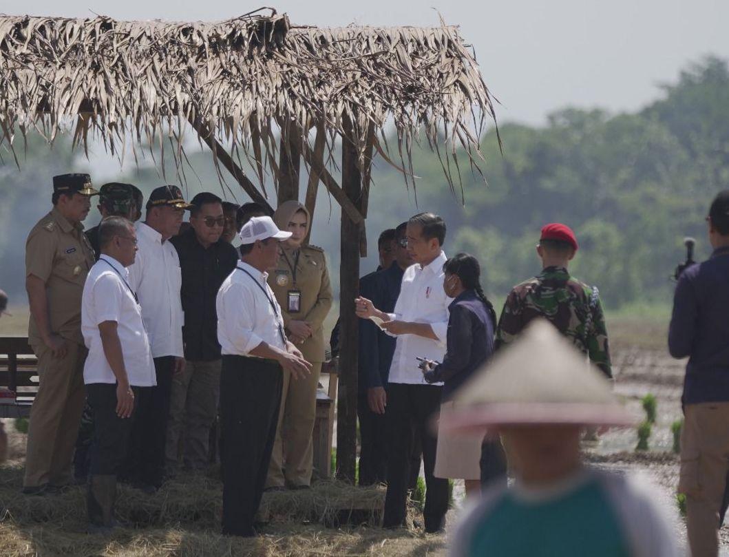 Tinjau Penanaman Padi di Pekalongan, Jokowi: Kita Kejar Tanam, Tanam, Tanam