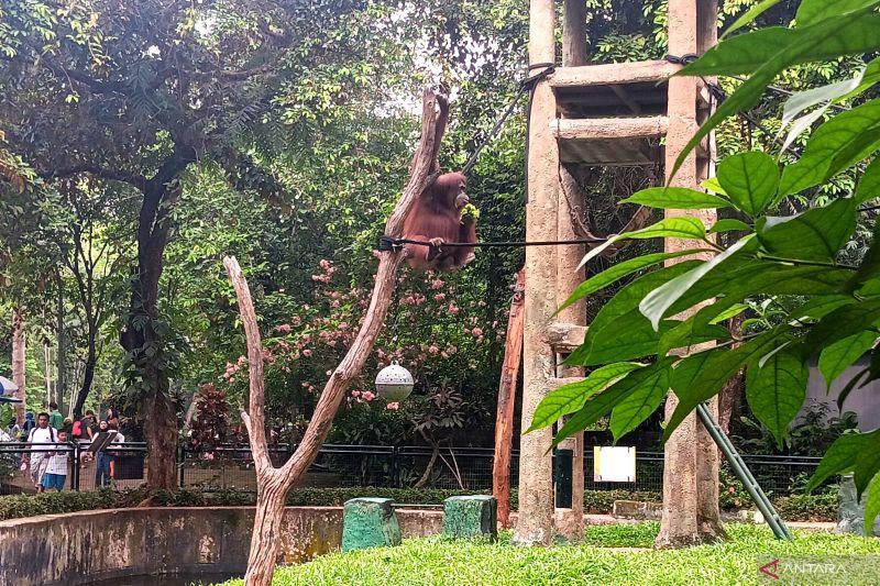 Libur Nasional Buka, Ragunan Tegaskan Kesehatan Satwa Tetap Terjaga