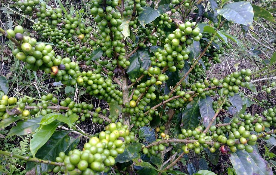 Green Coffe untuk Menurunkan Berat Badan. Apakah Efektif?