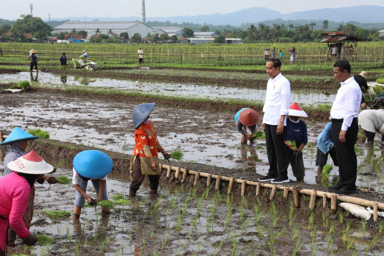 Presiden Jokowi Pastikan Ketersediaan Pupuk Subsidi Aman