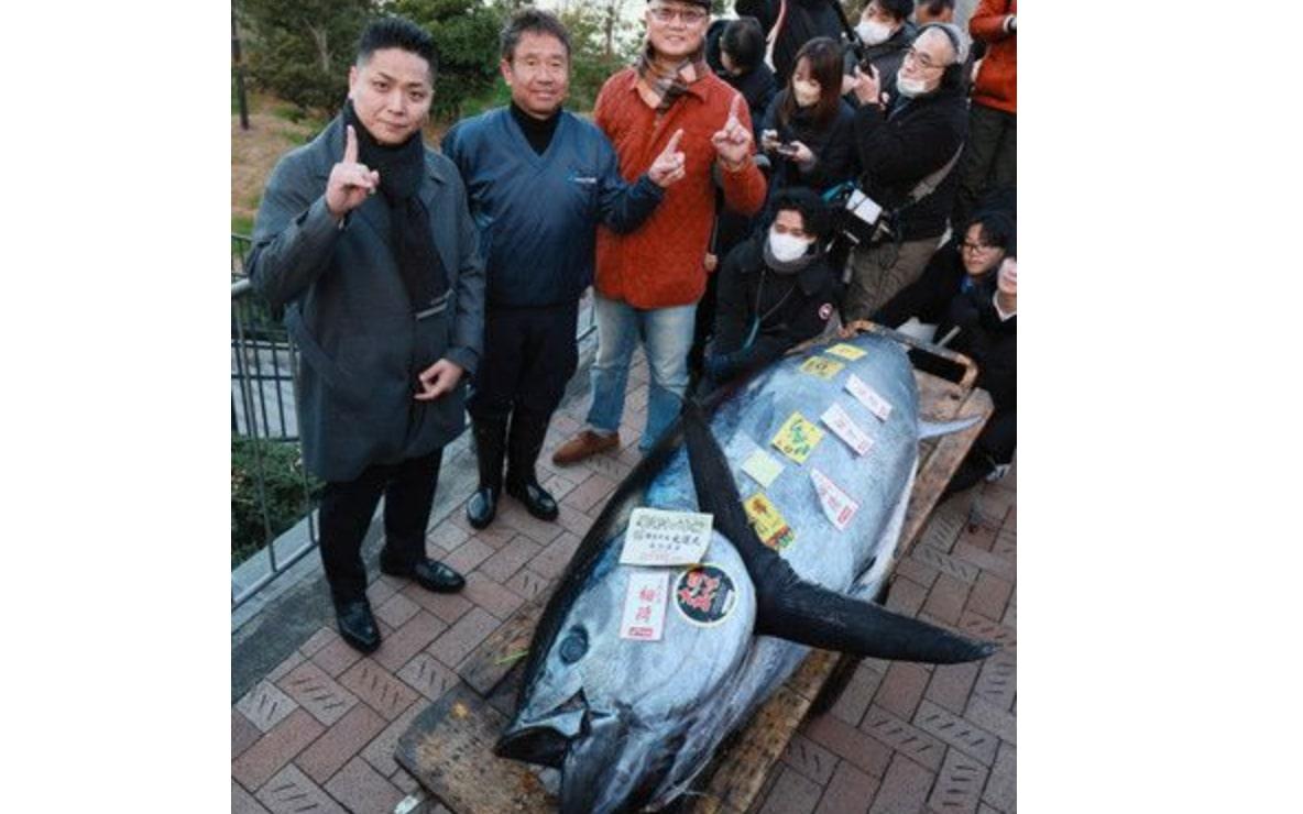 Wow, Lelang Tuna Sirip Biru 238 Kilo di Tokyo Capai Rp12 Miliar!