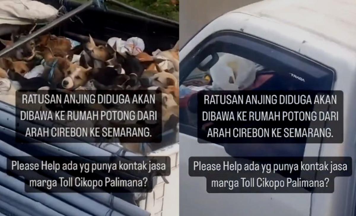 Truk Pengangkut Ratusan Anjing di Tol Kalikangkung Berhasil Diamankan