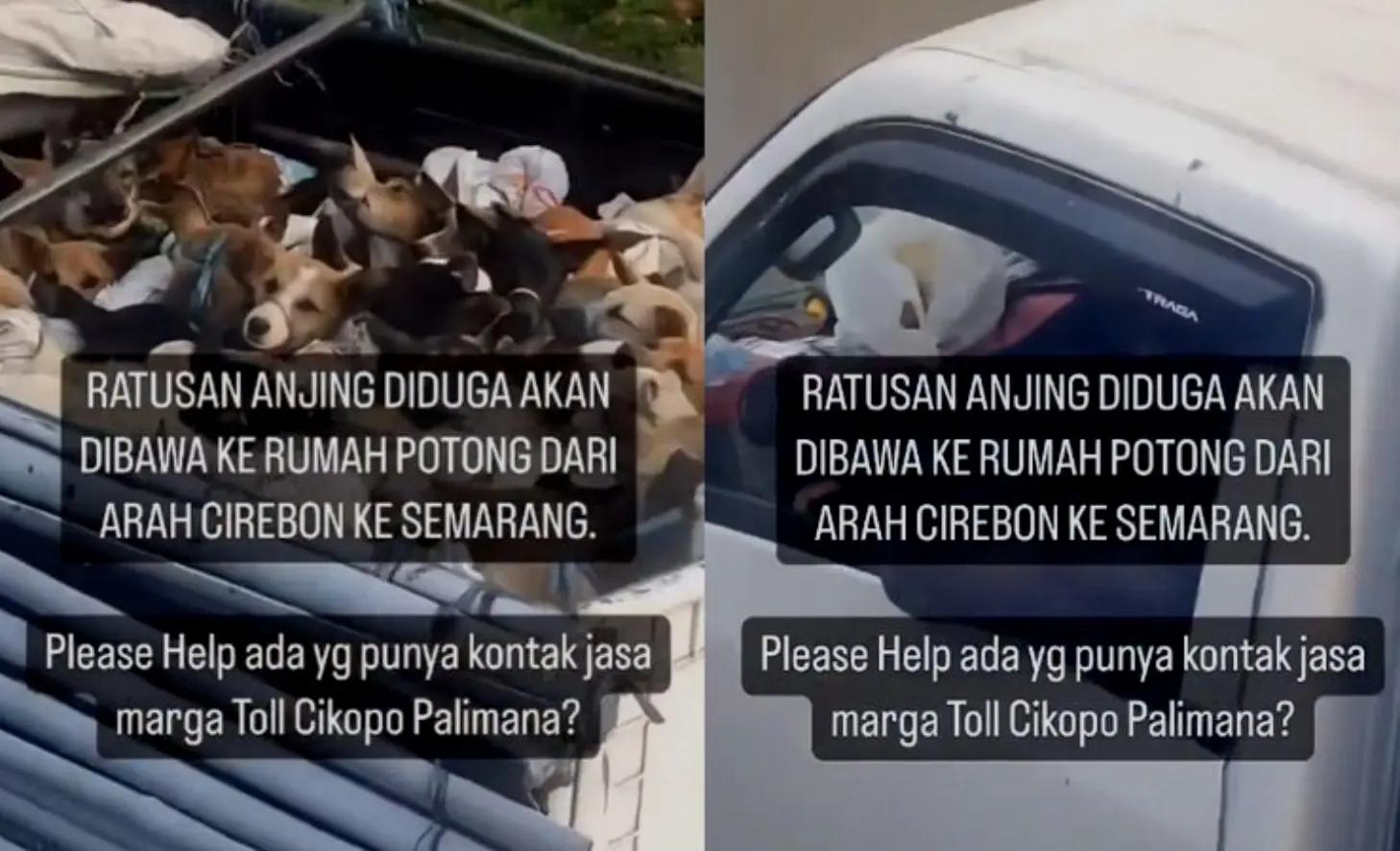 5 Orang jadi Tersangka Kasus Angkut Ratusan Anjing ke Sragen untuk Dijagal