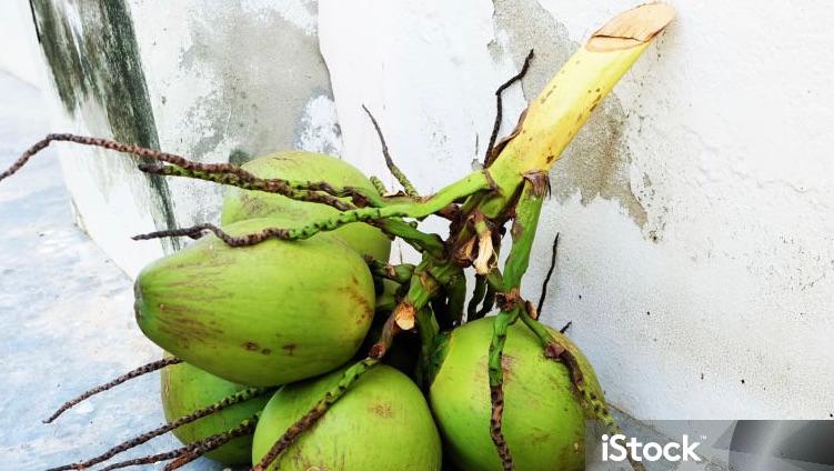 Ahli Gizi: Ini Manfaat Air Kelapa Hijau untuk Kesehatan