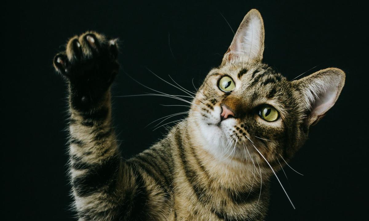 Cara Ampuh Menangkal Kucing di Rumah yang Suka Mencakar Sofa