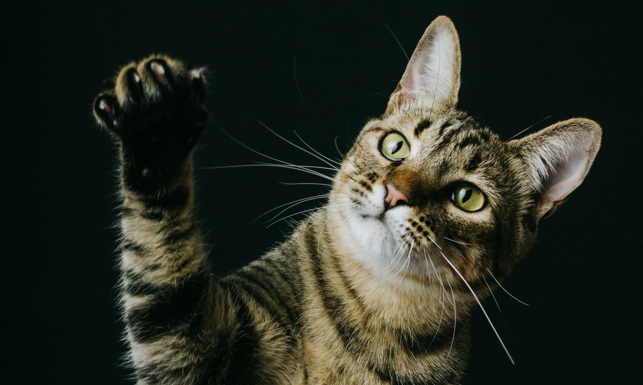 Cara Ampuh Menangkal Kucing di Rumah yang Suka Mencakar Sofa