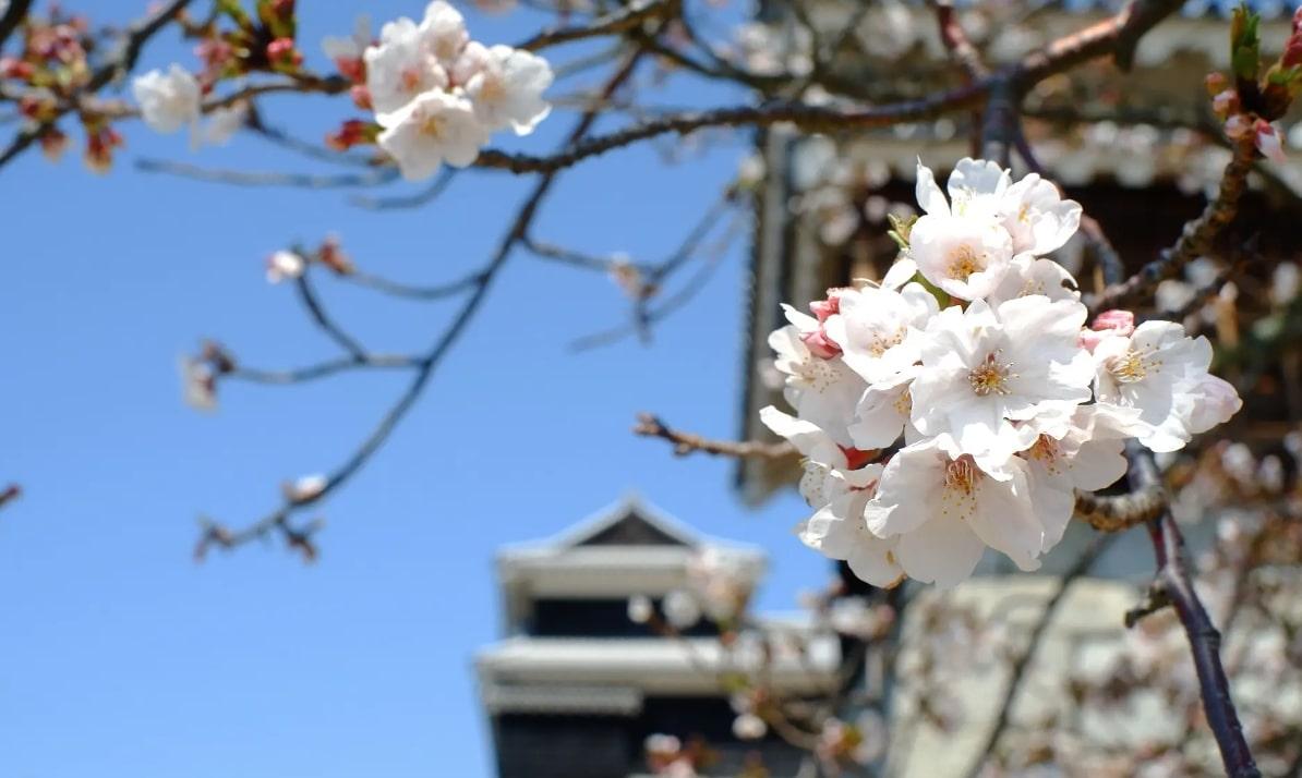 Ramalan Cuaca: Bunga Sakura Diperkirakan Mekar Lebih Awal di Pertengahan Maret