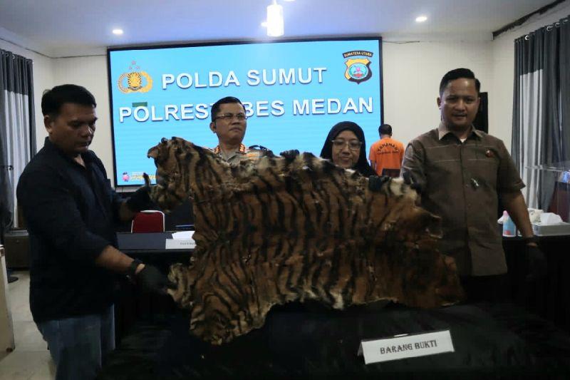 Polisi Nyamar Beli Kulit Harimau Sumatera Berujung Tangkap 2 Orang di Deli Serdang
