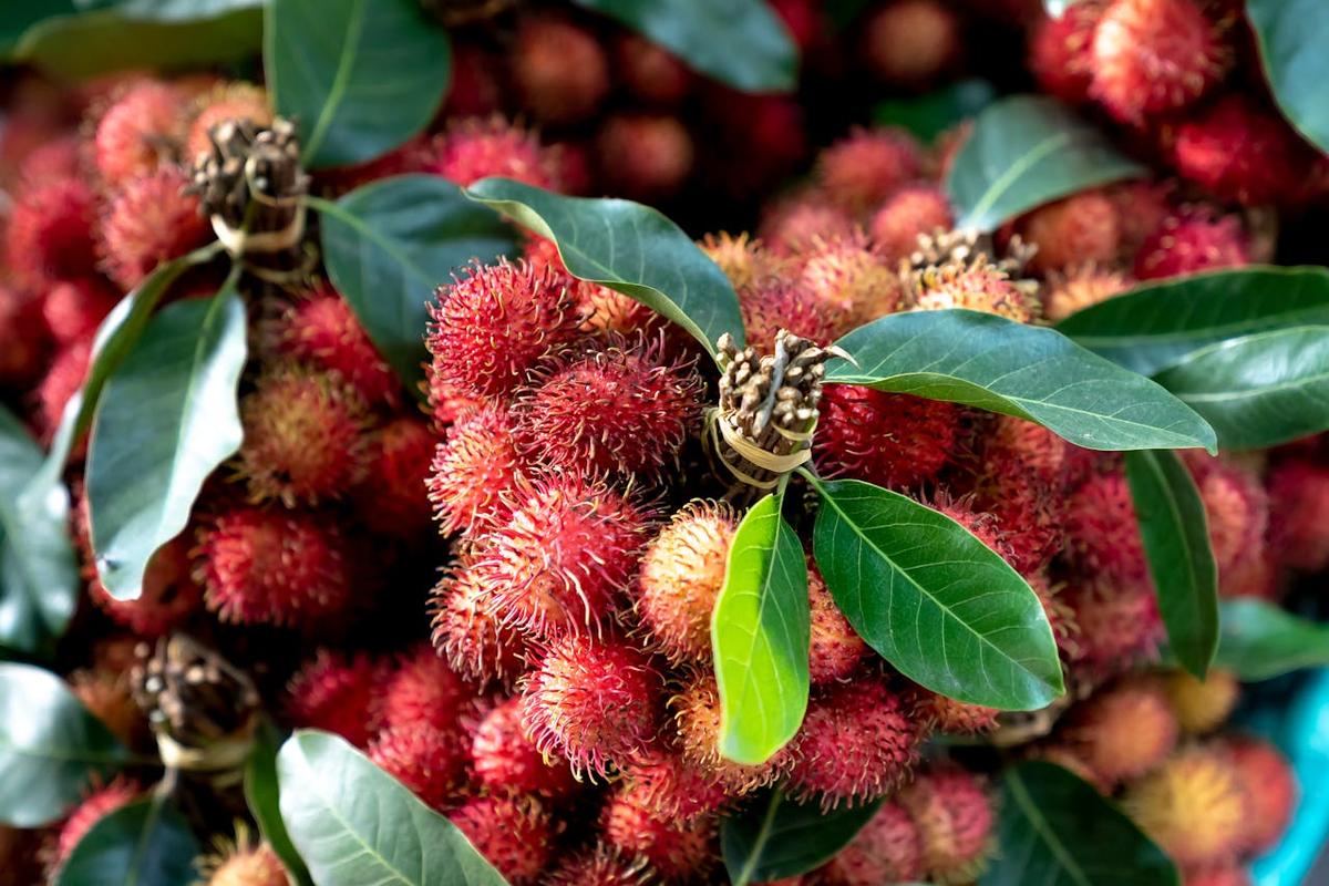 Ternyata Ini Alasan Binjai Dijuluki Kota Rambutan