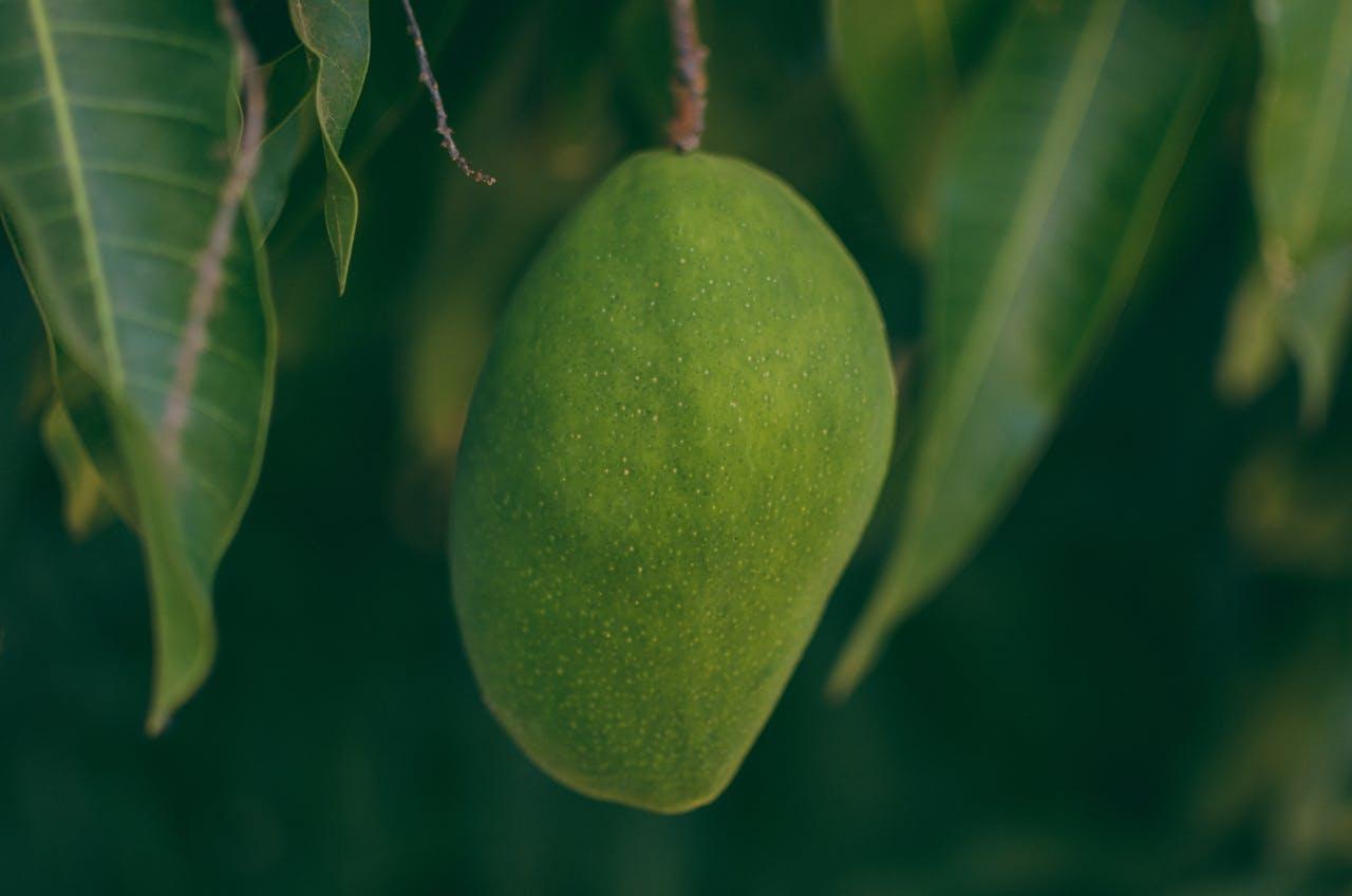 Alasan Indramayu Dijuluki Kota Mangga