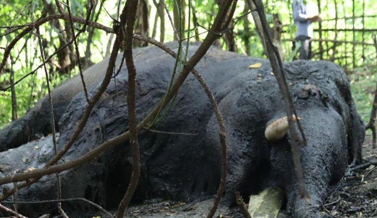 Polisi Selidiki Kematian Gajah Sumatera di Nagan Raya Aceh