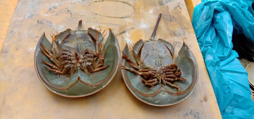 Viral Kepiting Tapal Kuda, Ternyata Betulan Berdarah Biru!