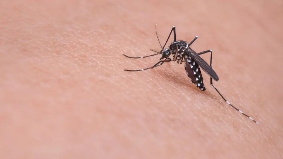 Waspada! Kasus DBD di Indonesia Meroket