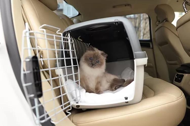 Suka Bawa Kucing Mudik? Hal Ini yang Harus Disiapkan!
