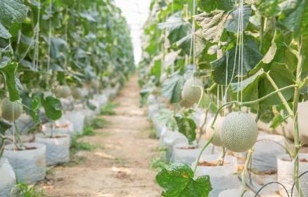 Apes, Pria di Jepang Harus Kehilangan 600 Melon Belum Panen