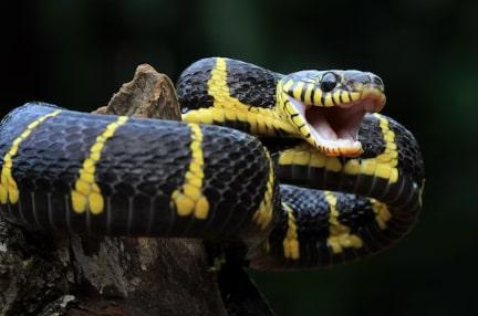 Ngeri, Rute Kereta Shinkansen di Tokyo Tertunda gegara Kemasukan Ular