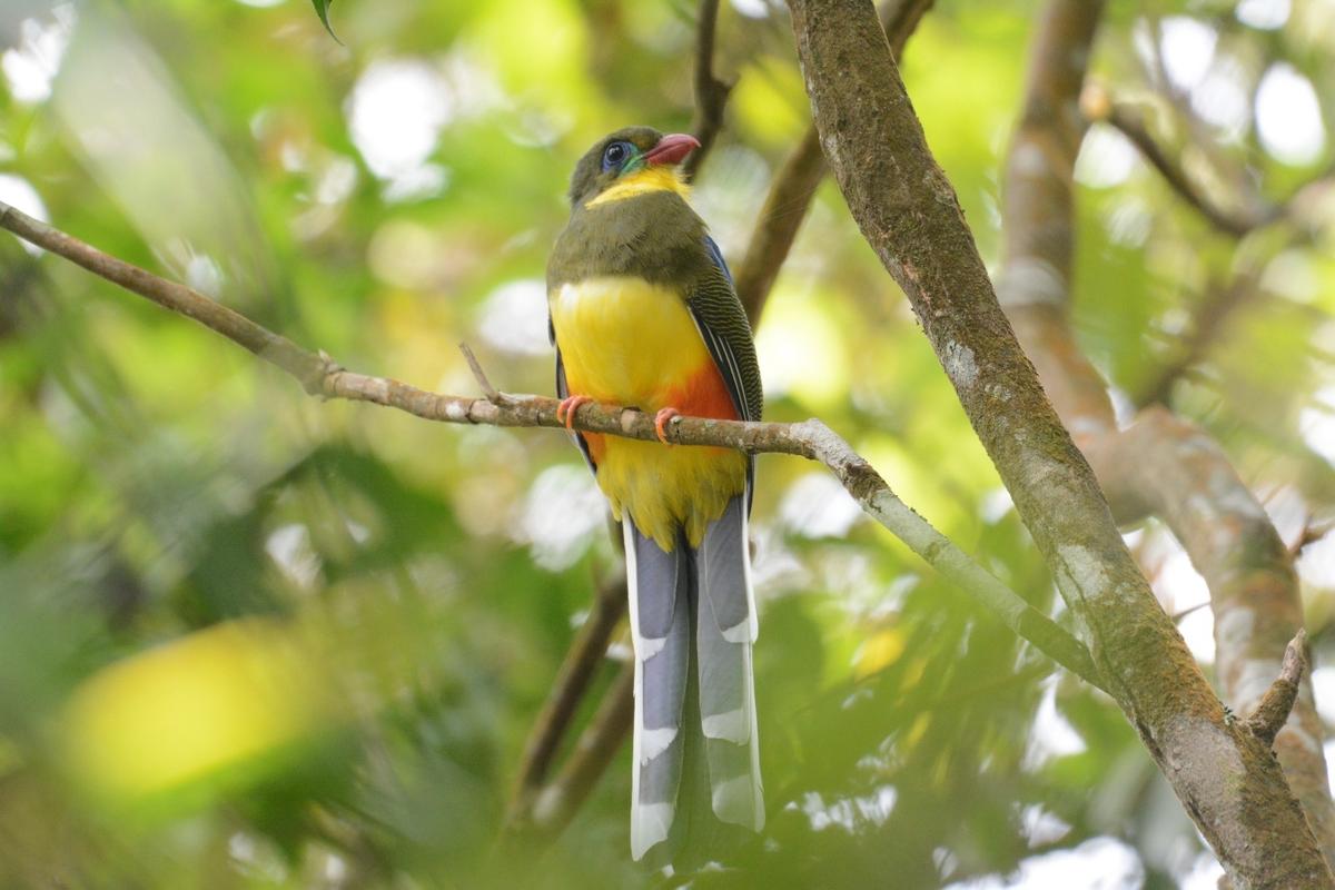 Bea Cukai Copot Pegawai yang Terlibat Perdagangan Satwa Ilegal di Kalimantan